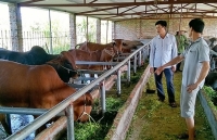 Sản phẩm chăn nuôi: Áp lực từ hàng ngoại