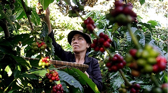 Xóa bỏ rào cản thương mại để chuyển đổi ngành nông nghiệp của Đông Nam Á xoa bo rao can thuong mai de chuyen doi nganh nong nghiep cua dong nam a