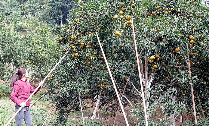 Mở đường cho nông sản vươn xa mo duong cho nong san vuon xa