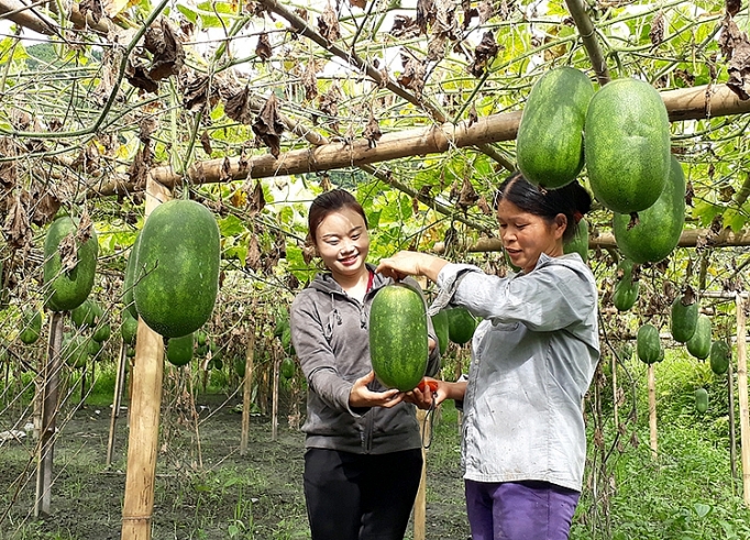 Mở đường cho nông sản vươn xa mo duong cho nong san vuon xa