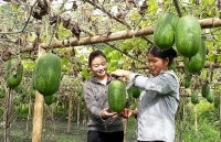 Mở đường cho nông sản vươn xa