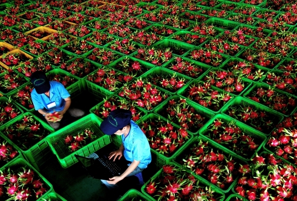 Thương mại song phương Việt Nam - Ấn Độ tiếp tục giữ đà tăng trưởng thuong mai song phuong viet nam an do tiep tuc giu da tang truong