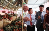 Vải thiều Việt Nam được xuất khẩu vào thị trường Nhật Bản: Cánh cửa đã mở