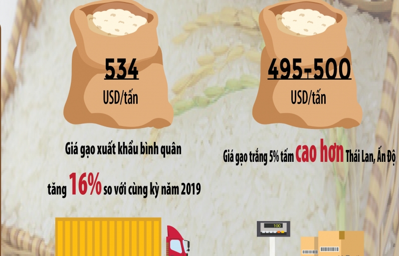 [Infographics] Giá gạo xuất khẩu tăng mạnh