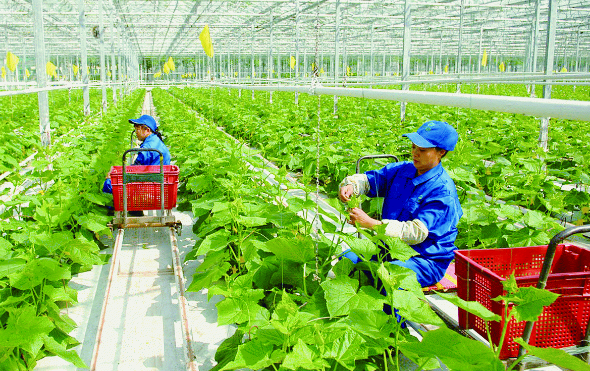 Thu hút FDI vào nông nghiệp: Thấp, thiếu ổn định