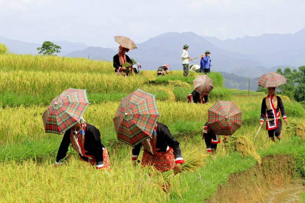 co mot binh lieu niu chan nguoi