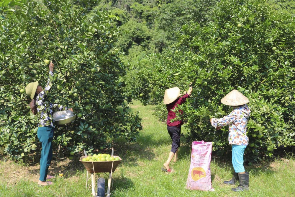 phan lan van dien tot cho dat va cay trong