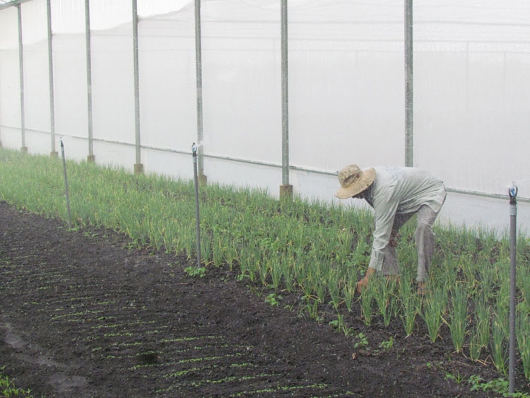 Tây Ninh tập trung phát triển nông nghiệp công nghệ cao tay ninh tap trung phat trien nong nghiep cong nghe cao