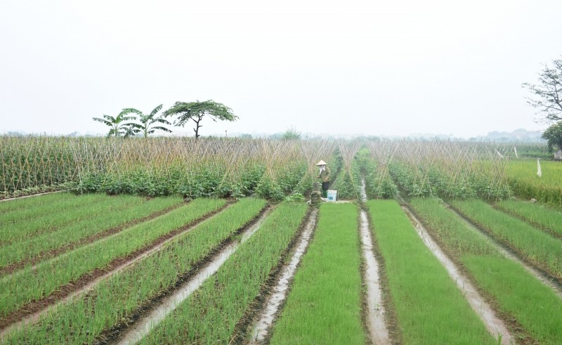 hieu qua tu viec xay dung chuoi thuc pham nong san an toan