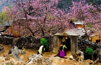 Sức sống mới trên cao nguyên đá