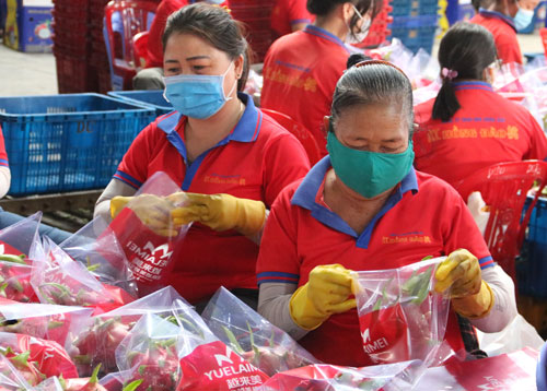 Bình Thuận xuất khẩu thanh long bằng đường biển - Ảnh 1.