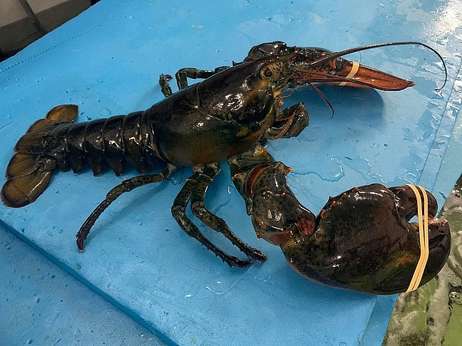 Giá tôm hùm Alaska, cua hoàng đế cũng lao dốc vì dịch Covid-19 gia tom hum alaska cua hoang de cung lao doc vi dich covid 19