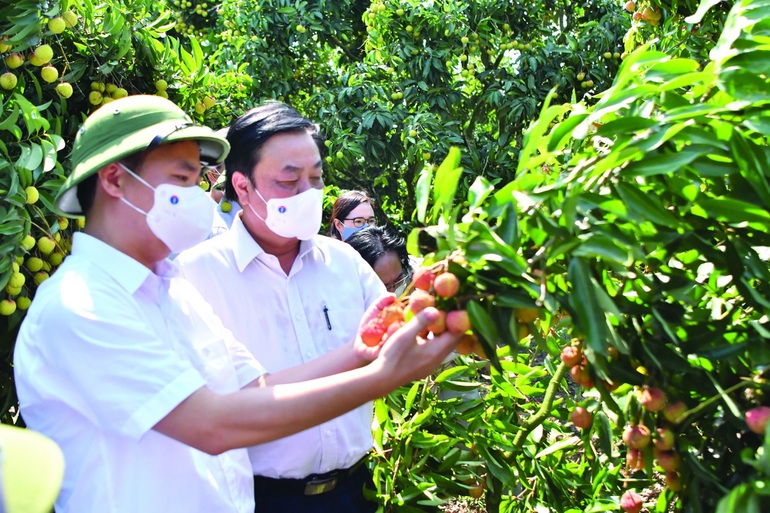 Một số hãng hàng không đồng ý giảm phí vận chuyển cho nông sản xuất khẩu - 2