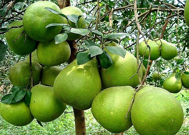 Gian nan quả bưởi Việt Nam sang Nga Gian nan quả bưởi Việt Nam sang Nga