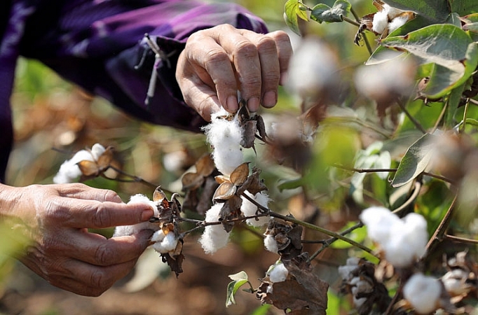 Giá bông toàn cầu giảm mạnh bởi xung đột thương mại Mỹ - Trung gia bong toan cau giam manh boi xung dot thuong mai my trung