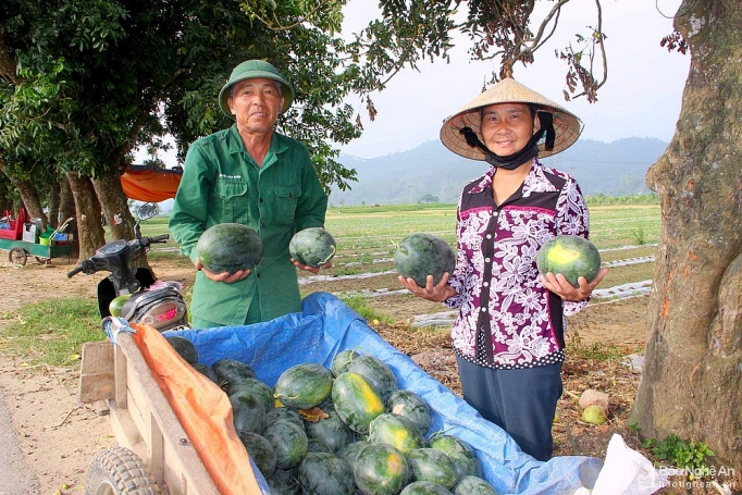 Nghệ An: Dưa hấu "cháy hàng", giá cao kỷ lục, bán tại ruộng mỗi sào có ngay 10 triệu đồng nghe an dua hau chay hang gia cao ky luc ban tai ruong moi sao co ngay 10 trieu dong