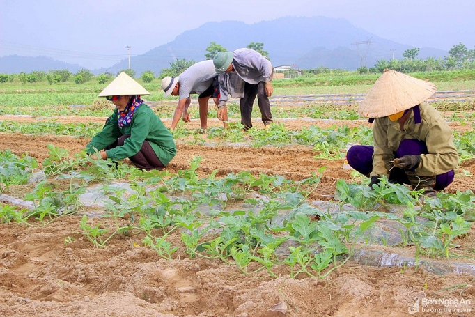 Nghệ An: Dưa hấu "cháy hàng", giá cao kỷ lục, bán tại ruộng mỗi sào có ngay 10 triệu đồng nghe an dua hau chay hang gia cao ky luc ban tai ruong moi sao co ngay 10 trieu dong