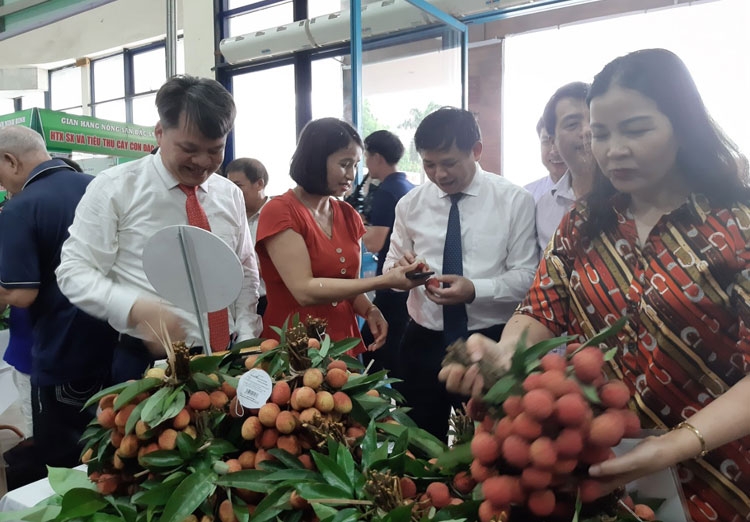 Khai mạc phiên chợ quảng bá, tiêu thụ vải thiều Thanh Hà và nông sản, thực phẩm an toàn tại Hà Nội khai mac phien cho quang ba tieu thu vai thieu thanh ha va nong san thuc pham an toan tai ha noi