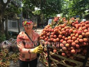 Hải Dương- Đưa vải thiều Thanh Hà trở thành sản phẩm du lịch