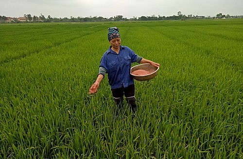 Trăm dâu đổ đầu phân bón! Trăm dâu đổ đầu phân bón!