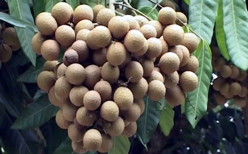 nhan edor dong thap truoc co hoi tiep can thi truong han quoc hinh 0