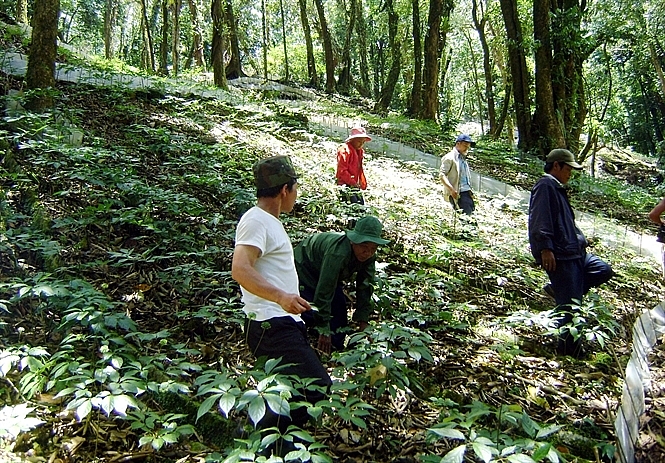Quảng Nam: Sau 5 năm trồng, 1ha sâm Ngọc Linh thu tới 50 tỷ đồng quang nam sau 5 nam trong 1ha sam ngoc linh thu toi 50 ty dong