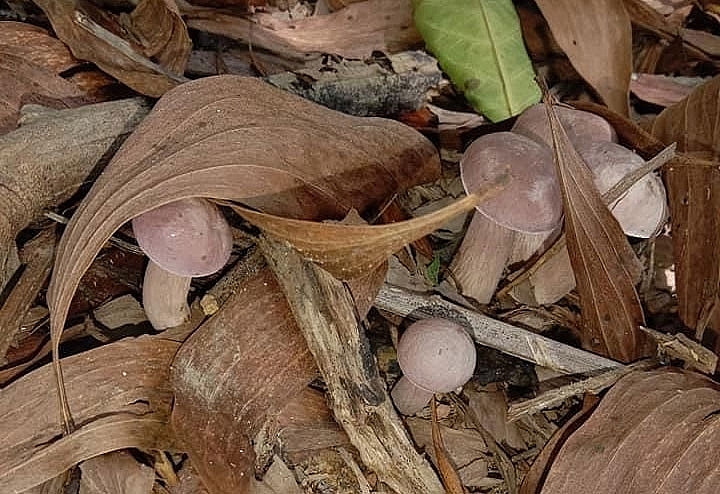 Thừa Thiên Huế: Nhộn nhịp mùa “săn” nấm tràm Thừa Thiên Huế: Nhộn nhịp mùa “săn” nấm tràm