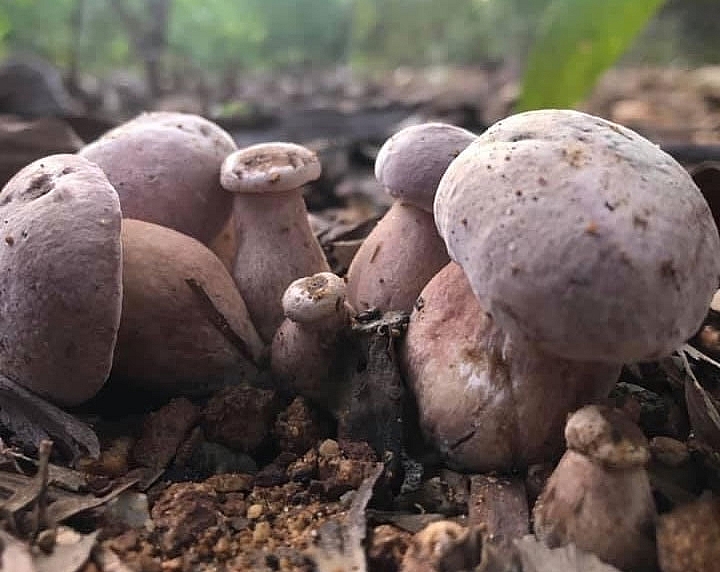 Thừa Thiên Huế: Nhộn nhịp mùa “săn” nấm tràm Thừa Thiên Huế: Nhộn nhịp mùa “săn” nấm tràm