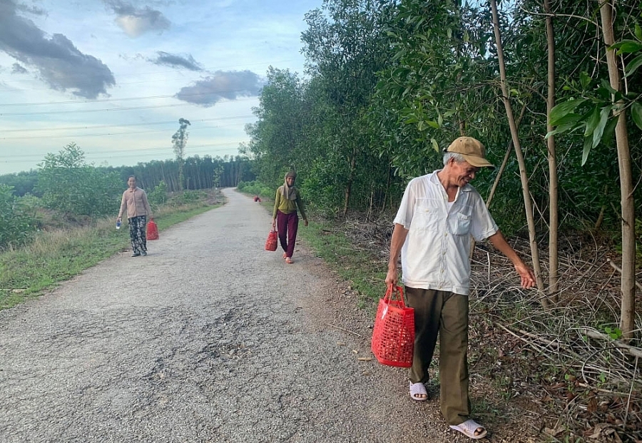 Thừa Thiên Huế: Nhộn nhịp mùa “săn” nấm tràm Thừa Thiên Huế: Nhộn nhịp mùa “săn” nấm tràm