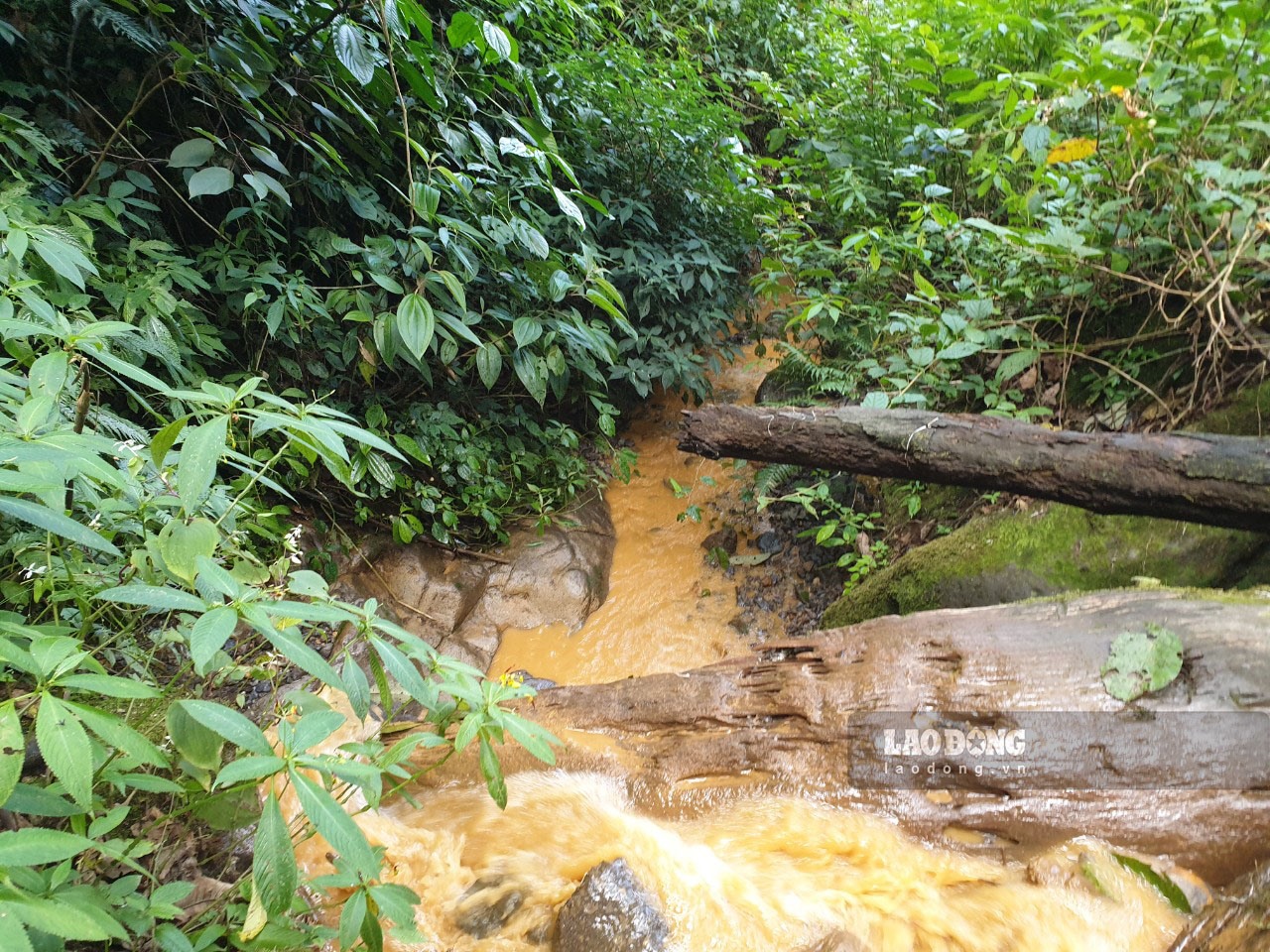 Nước suối vàng quạch lại vì ô nhiễm từ đầu nguồn.