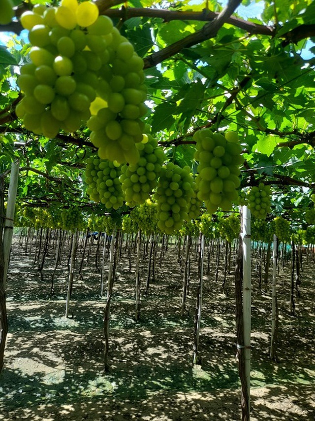 Nho xanh không hạt giá “siêu rẻ” bán tràn lan, người trồng nho ở Ninh Thuận nói gì? - 6