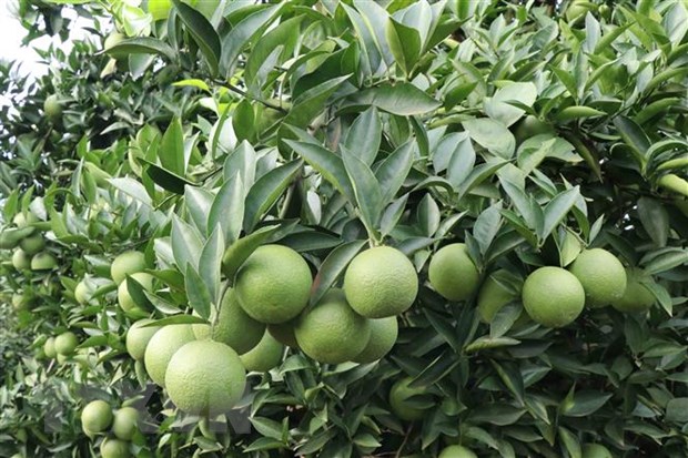 Nâng cao chất lượng hàng hóa, thúc đẩy xuất khẩu sang Trung Quốc hình ảnh 1 Nang cao chat luong hang hoa, thuc day xuat khau sang Trung Quoc hinh anh 1