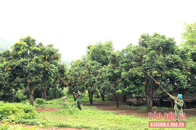 Sơn La chủ động đầu ra cho sản phẩm nhãn - Ảnh 1. Sơn La chủ động đầu ra cho sản phẩm nhãn - Ảnh 1.