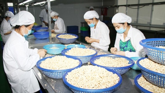 Ngành điều khởi sắc nganh dieu khoi sac