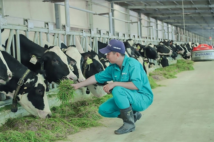 Bò sữa tại resort của Vinamilk cũng... "ăn Tết" bo sua tai resort cua vinamilk cung an tet