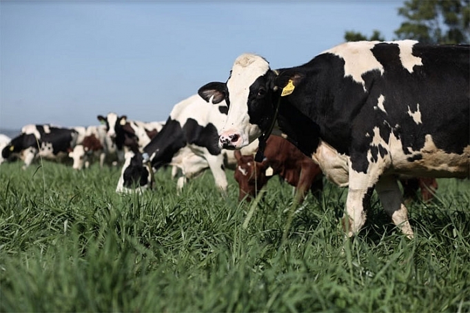 Bò sữa tại resort của Vinamilk cũng... "ăn Tết" bo sua tai resort cua vinamilk cung an tet