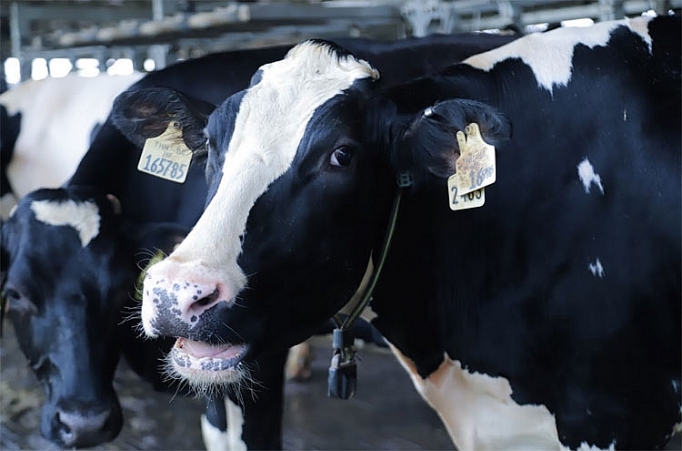 Bò sữa tại resort của Vinamilk cũng... "ăn Tết" bo sua tai resort cua vinamilk cung an tet