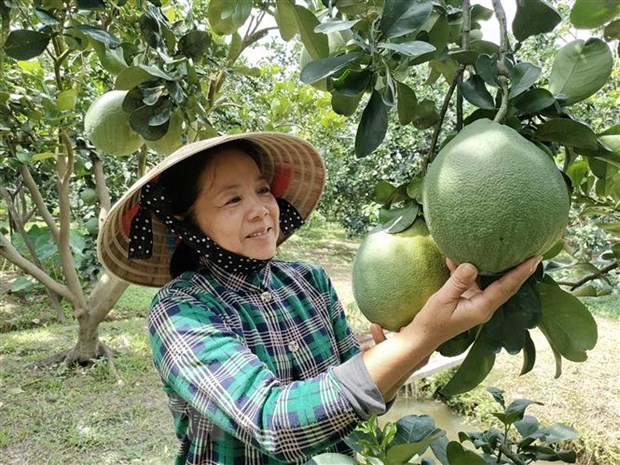 Hai tan buoi da xanh Ben Tre dau tien da duoc xuat khau sang My hinh anh 1
