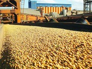 Nông nghiệp của Braxin: Tiềm năng lớn đậu tương