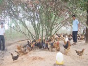 Gà đồi Yên Thế mất phong độ
