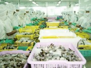 Euro giảm giá: Doanh nghiệp xuất khẩu gặp khó