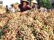 Giải “bài toán” xuất khẩu nhóm hàng nông sản (Kỳ III)