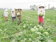 Đừng để nông dân đơn độc!