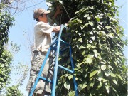 Xây dựng ngành hồ tiêu phát triển bền vững: Cần sự chung tay