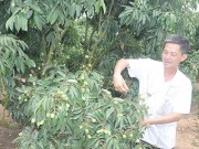 Cách làm lớn cho trái vải nhỏ (Kỳ I)