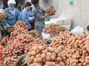 Nông sản Việt vào Australia: Chắt chiu cơ hội