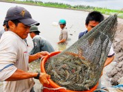 Thủy sản Việt Nam: Kỳ vọng bứt phá