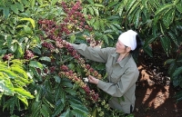 Tăng cường hợp tác công - tư để ngành cà phê phát triển bền vững