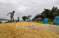 Xuất khẩu Đồng bằng sông Cửu Long: Kỳ vọng bứt phá trong năm 2019