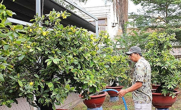 Hoa kiểng Tết chưa bán đã hút hàng hoa kieng tet chua ban da hut hang